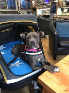 Dog in a large dog stroller
