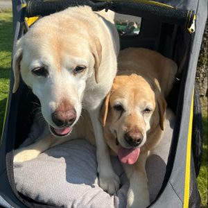 twee labradors in hondenbuggy